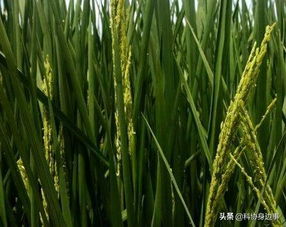 今日科技話題 全球30米分辨率森林覆蓋分布圖 天基網(wǎng)絡地面服務平臺 農(nóng)業(yè)科學理論研究 冬小麥 流感